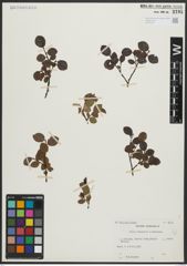 Foto von Salix arbuscula L. x Salix herbacea L.